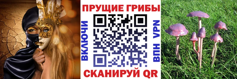 Псилоцибиновые грибы Psilocybe  Тырныауз 